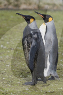 FEATURE - "Dreckspatz" Pinguin