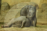 FEATURE - Anjuli und Kanja bei der Elefantentaufe im Tierpark Hagenbeck in Hamburg