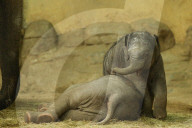 FEATURE - Anjuli und Kanja bei der Elefantentaufe im Tierpark Hagenbeck in Hamburg