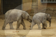 FEATURE - Anjuli und Kanja bei der Elefantentaufe im Tierpark Hagenbeck in Hamburg