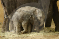 FEATURE - Anjuli und Kanja bei der Elefantentaufe im Tierpark Hagenbeck in Hamburg