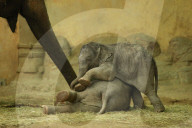 FEATURE - Anjuli und Kanja bei der Elefantentaufe im Tierpark Hagenbeck in Hamburg