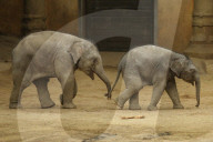 FEATURE - Anjuli und Kanja bei der Elefantentaufe im Tierpark Hagenbeck in Hamburg