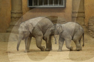 FEATURE - Anjuli und Kanja bei der Elefantentaufe im Tierpark Hagenbeck in Hamburg