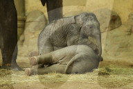 FEATURE - Anjuli und Kanja bei der Elefantentaufe im Tierpark Hagenbeck in Hamburg
