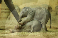 FEATURE - Anjuli und Kanja bei der Elefantentaufe im Tierpark Hagenbeck in Hamburg