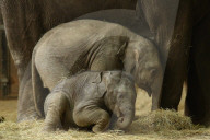 FEATURE - Anjuli und Kanja bei der Elefantentaufe im Tierpark Hagenbeck in Hamburg