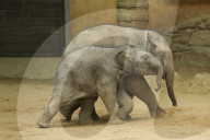 FEATURE - Anjuli und Kanja bei der Elefantentaufe im Tierpark Hagenbeck in Hamburg