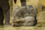 FEATURE - Anjuli und Kanja bei der Elefantentaufe im Tierpark Hagenbeck in Hamburg