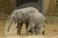 FEATURE - Anjuli und Kanja bei der Elefantentaufe im Tierpark Hagenbeck in Hamburg