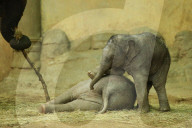 FEATURE - Anjuli und Kanja bei der Elefantentaufe im Tierpark Hagenbeck in Hamburg