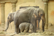 FEATURE - Anjuli und Kanja bei der Elefantentaufe im Tierpark Hagenbeck in Hamburg