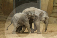 FEATURE - Anjuli und Kanja bei der Elefantentaufe im Tierpark Hagenbeck in Hamburg