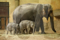 FEATURE - Anjuli und Kanja bei der Elefantentaufe im Tierpark Hagenbeck in Hamburg