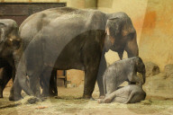 FEATURE - Anjuli und Kanja bei der Elefantentaufe im Tierpark Hagenbeck in Hamburg
