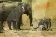 FEATURE - Anjuli und Kanja bei der Elefantentaufe im Tierpark Hagenbeck in Hamburg