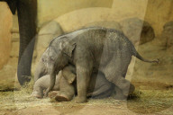 FEATURE - Anjuli und Kanja bei der Elefantentaufe im Tierpark Hagenbeck in Hamburg