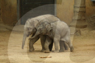 FEATURE - Anjuli und Kanja bei der Elefantentaufe im Tierpark Hagenbeck in Hamburg