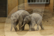 FEATURE - Anjuli und Kanja bei der Elefantentaufe im Tierpark Hagenbeck in Hamburg