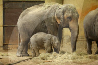 FEATURE - Anjuli und Kanja bei der Elefantentaufe im Tierpark Hagenbeck in Hamburg