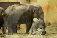 FEATURE - Anjuli und Kanja bei der Elefantentaufe im Tierpark Hagenbeck in Hamburg