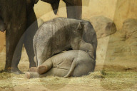 FEATURE - Anjuli und Kanja bei der Elefantentaufe im Tierpark Hagenbeck in Hamburg