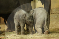 FEATURE - Anjuli und Kanja bei der Elefantentaufe im Tierpark Hagenbeck in Hamburg