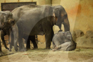 FEATURE - Anjuli und Kanja bei der Elefantentaufe im Tierpark Hagenbeck in Hamburg