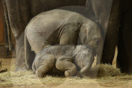 FEATURE - Anjuli und Kanja bei der Elefantentaufe im Tierpark Hagenbeck in Hamburg