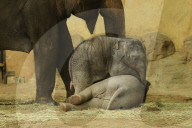 FEATURE - Anjuli und Kanja bei der Elefantentaufe im Tierpark Hagenbeck in Hamburg