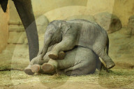 FEATURE - Anjuli und Kanja bei der Elefantentaufe im Tierpark Hagenbeck in Hamburg