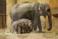 FEATURE - Anjuli und Kanja bei der Elefantentaufe im Tierpark Hagenbeck in Hamburg