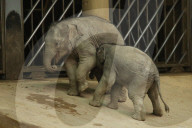 FEATURE - Anjuli und Kanja bei der Elefantentaufe im Tierpark Hagenbeck in Hamburg