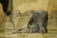FEATURE - Anjuli und Kanja bei der Elefantentaufe im Tierpark Hagenbeck in Hamburg