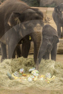 FEATURE - Tierische Ostern schon mal!