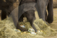 FEATURE - Tierische Ostern schon mal!