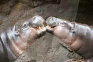 FEATURE - Hier knuddeln zwei Hippos