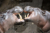 FEATURE - Hier knuddeln zwei Hippos