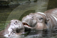 FEATURE - Hier knuddeln zwei Hippos