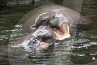 FEATURE - Hier knuddeln zwei Hippos