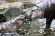 FEATURE - Hier knuddeln zwei Hippos
