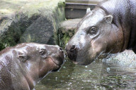 FEATURE - Hier knuddeln zwei Hippos