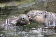 FEATURE - Hier knuddeln zwei Hippos
