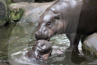 FEATURE - Hier knuddeln zwei Hippos