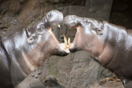 FEATURE - Hier knuddeln zwei Hippos