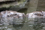 FEATURE - Hier knuddeln zwei Hippos