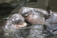 FEATURE - Hier knuddeln zwei Hippos