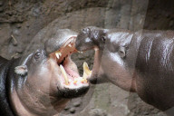 FEATURE - Hier knuddeln zwei Hippos