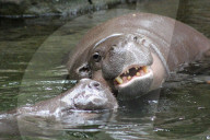 FEATURE - Hier knuddeln zwei Hippos