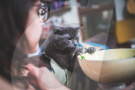 FEATURE - Das ganz normale Leben mit Katzen als Haustier